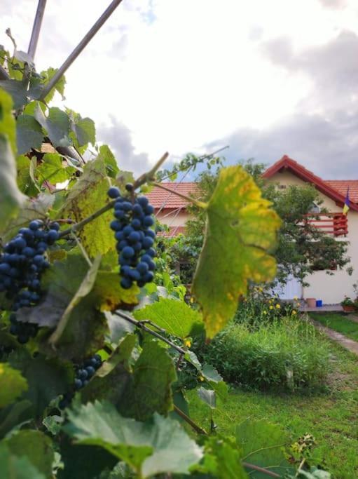 Vila Casa Piatra Craivii, Aproape De Alba Iulia Exteriér fotografie